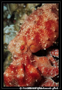 Octopus macropus. by Ferdinando Meli 
